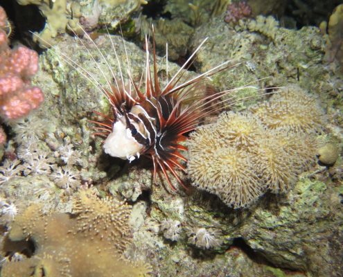 galerie_aegypten2018_013